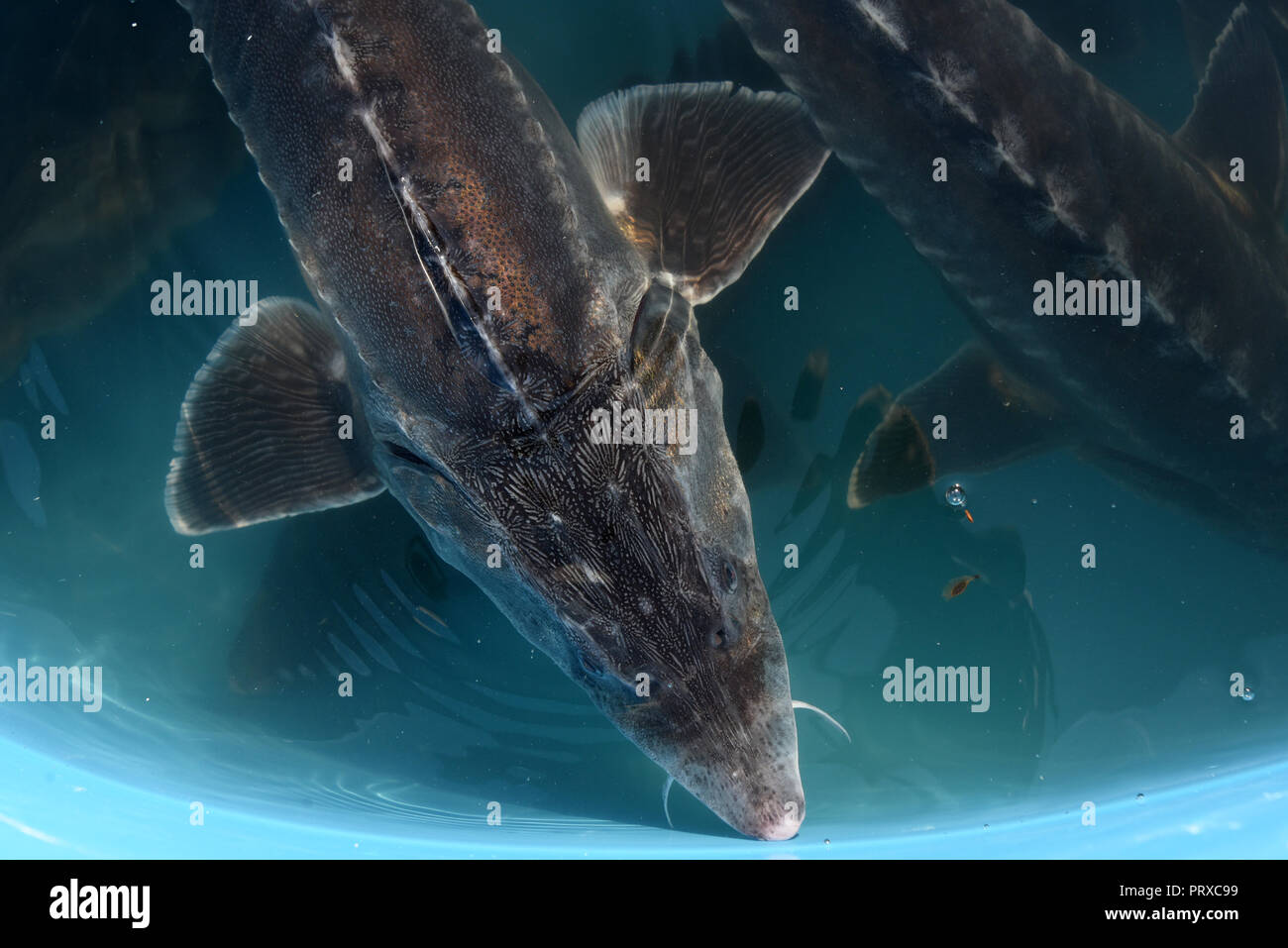 Young fish of beluga sturgeon is been bringing out to the natural habitat in Volga river, Astrakhan, Russia Stock Photo