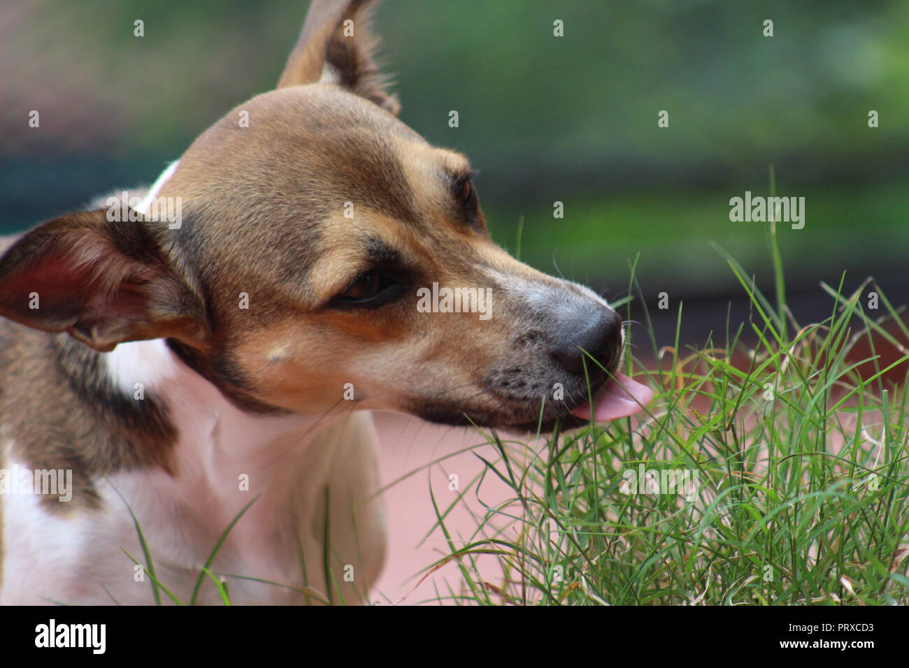 Dog eating grass hires stock photography and images Alamy