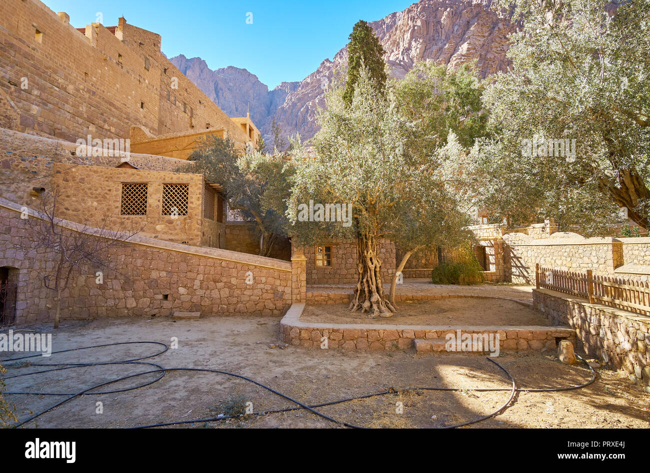 Old olive trees at the walls of St Catherine Monastery, one of the most important landmarks of