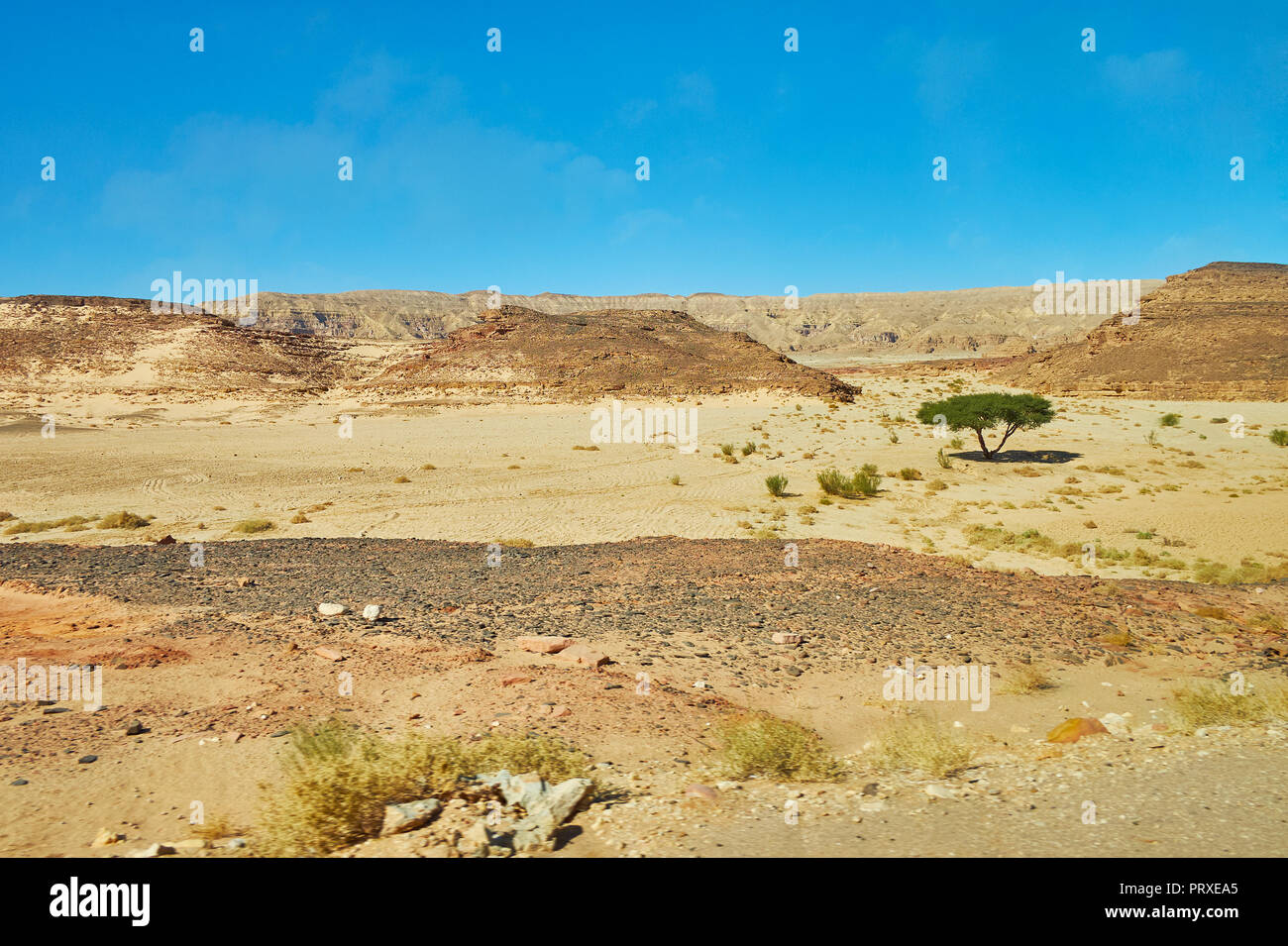 Acacia tree sinai desert egypt hires stock photography and images Alamy