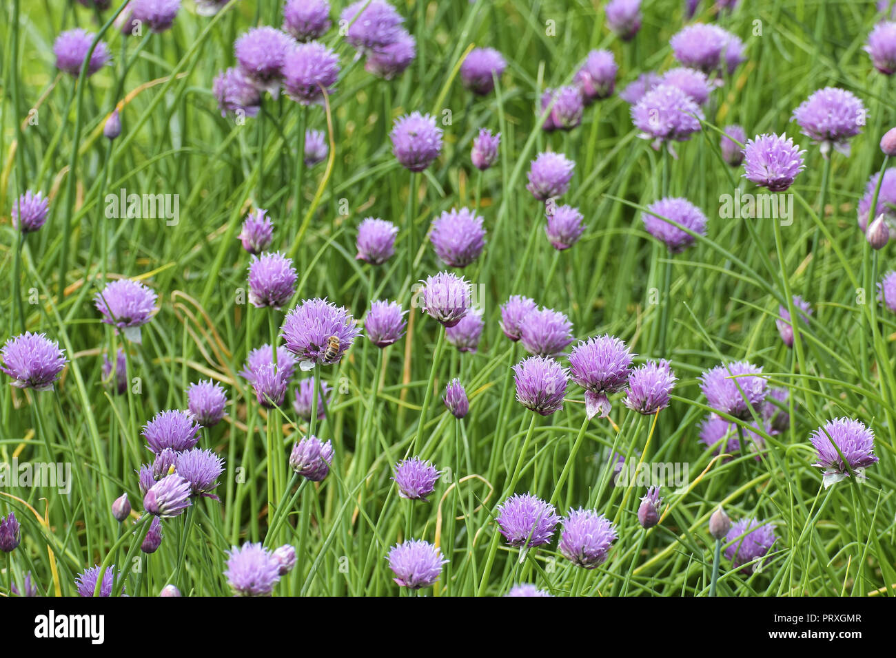 Flowers of chives, Chives with flowers, Allium schoenoprasum, Bavaria