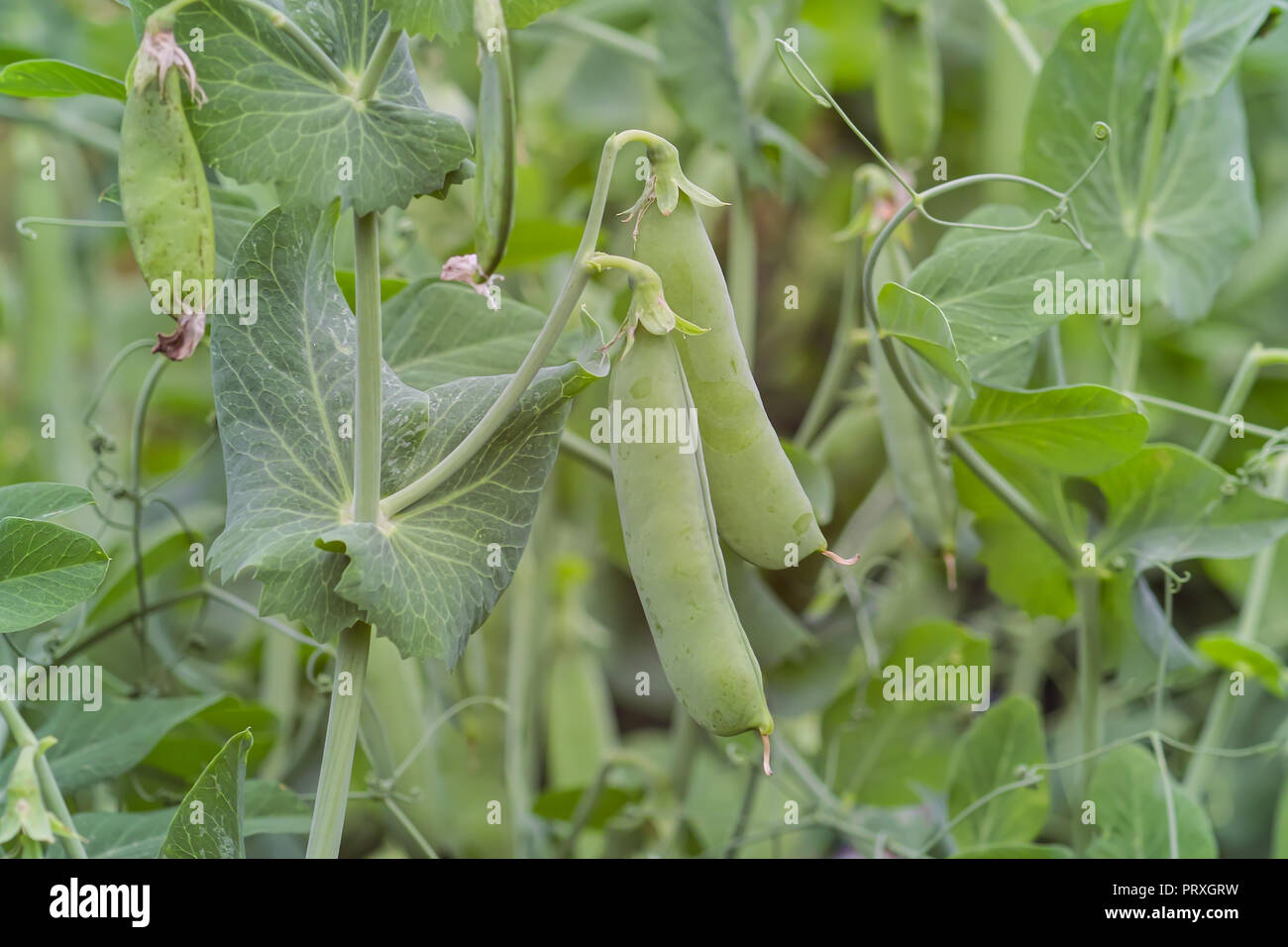 Peas in pods, vegetable patch, Pisum sativum L. convar, Bavaria, Germany, Europe Stock Photo