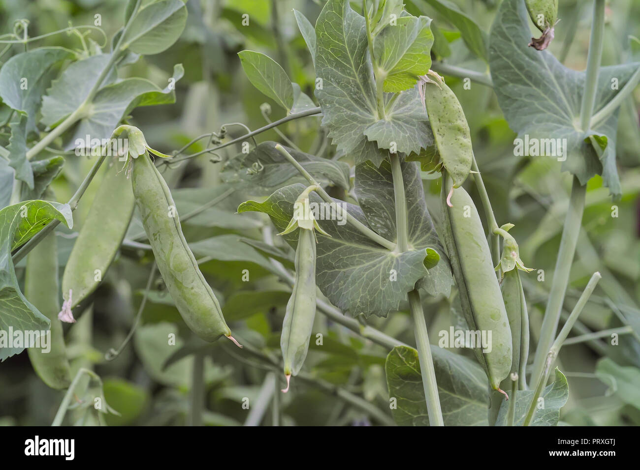 Peas in pods, vegetable patch, Pisum sativum L. convar, Bavaria, Germany, Europe Stock Photo