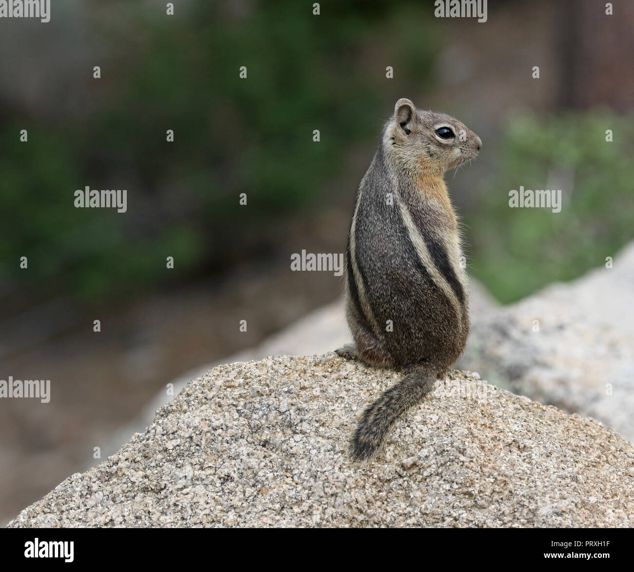 A Golden-mantled Ground Squirrel (Callospermophilus lateralis) standing on a rock.  Shot in Estes Park, Colorado, USA. Stock Photo