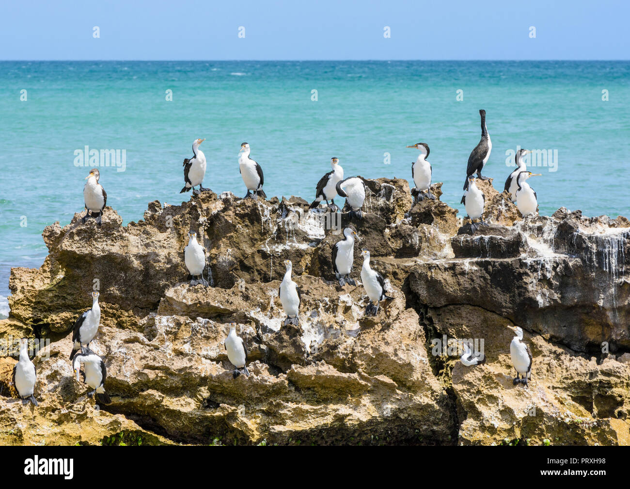 Australian pied cormorant colony off Trigg Beach in Western Australia Stock Photo