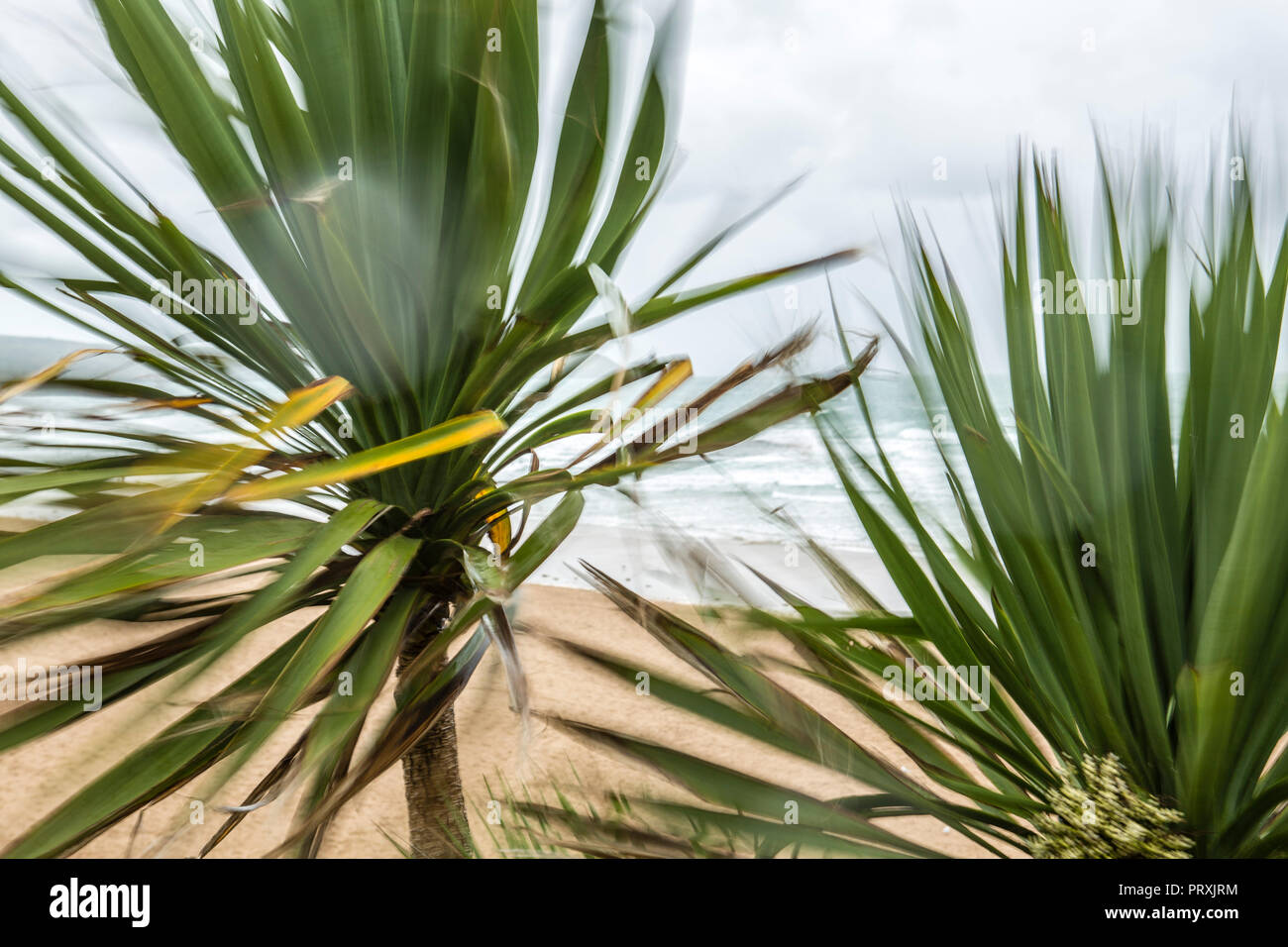 Strong wind and palm tree hires stock photography and images Alamy