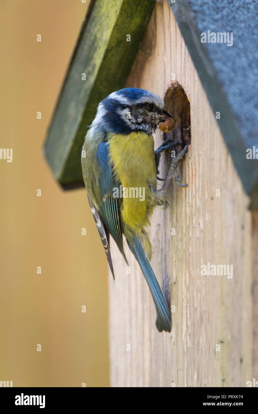 A blue tit (Cyanistes caeruleus) brings a caterpillar into a nest-box in a garden in Exeter, Devon, UK, to feed its chicks. Stock Photo