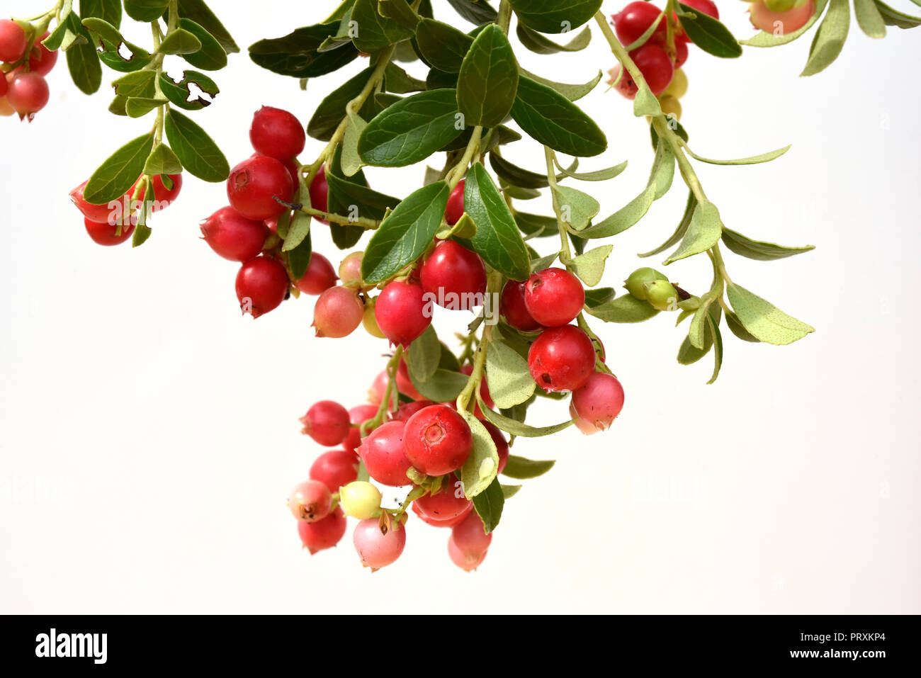 Preiselbeere Busch Preiselbeere High Resolution Stock Photography and Images - Alamy