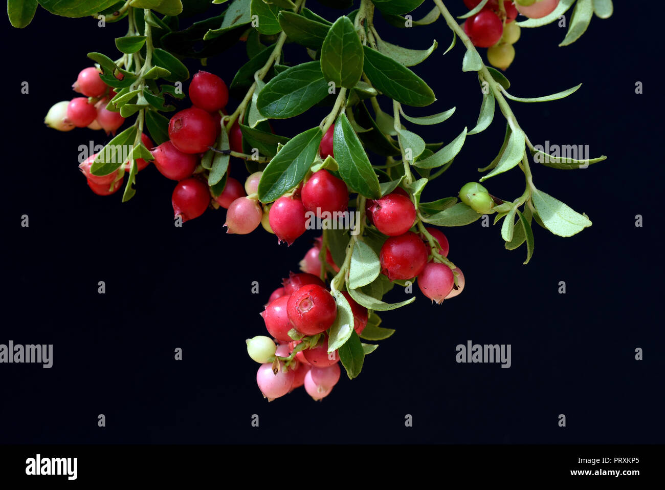 Preiselbeere Busch Preiselbeere High Resolution Stock Photography and Images - Alamy