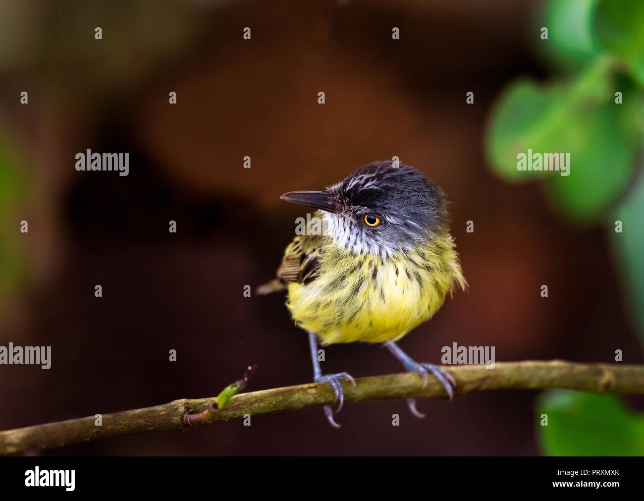 Spotted Tody Stock Photo