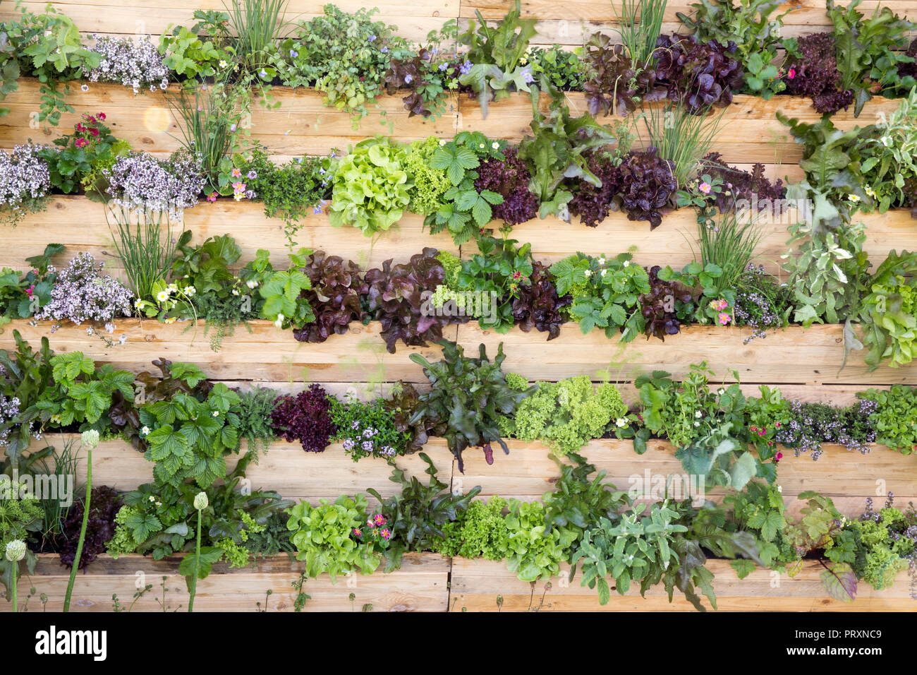 Living wall planted with salad plants, herbs and fruit including