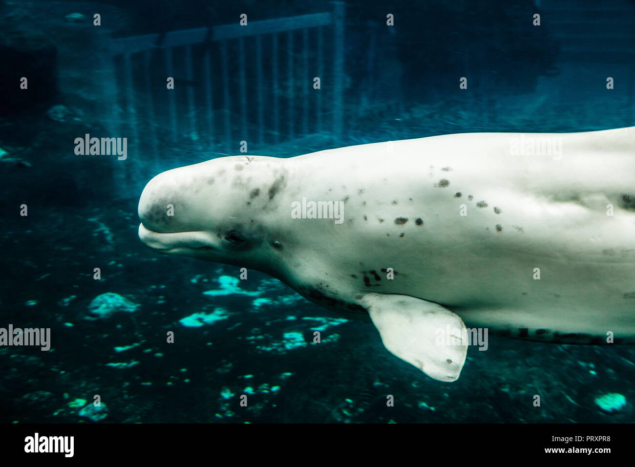 Beluga Whales Mystic Aquarium Mystic, Connecticut, USA Stock Photo Alamy