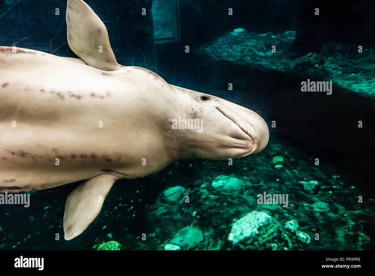 Beluga from Marineland sent to U.S. aquarium dies