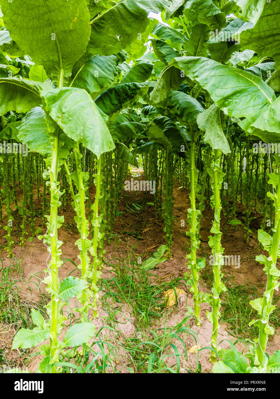 Shade Grown Tobacco Bloomfield, Connecticut, USA Stock Photo Alamy