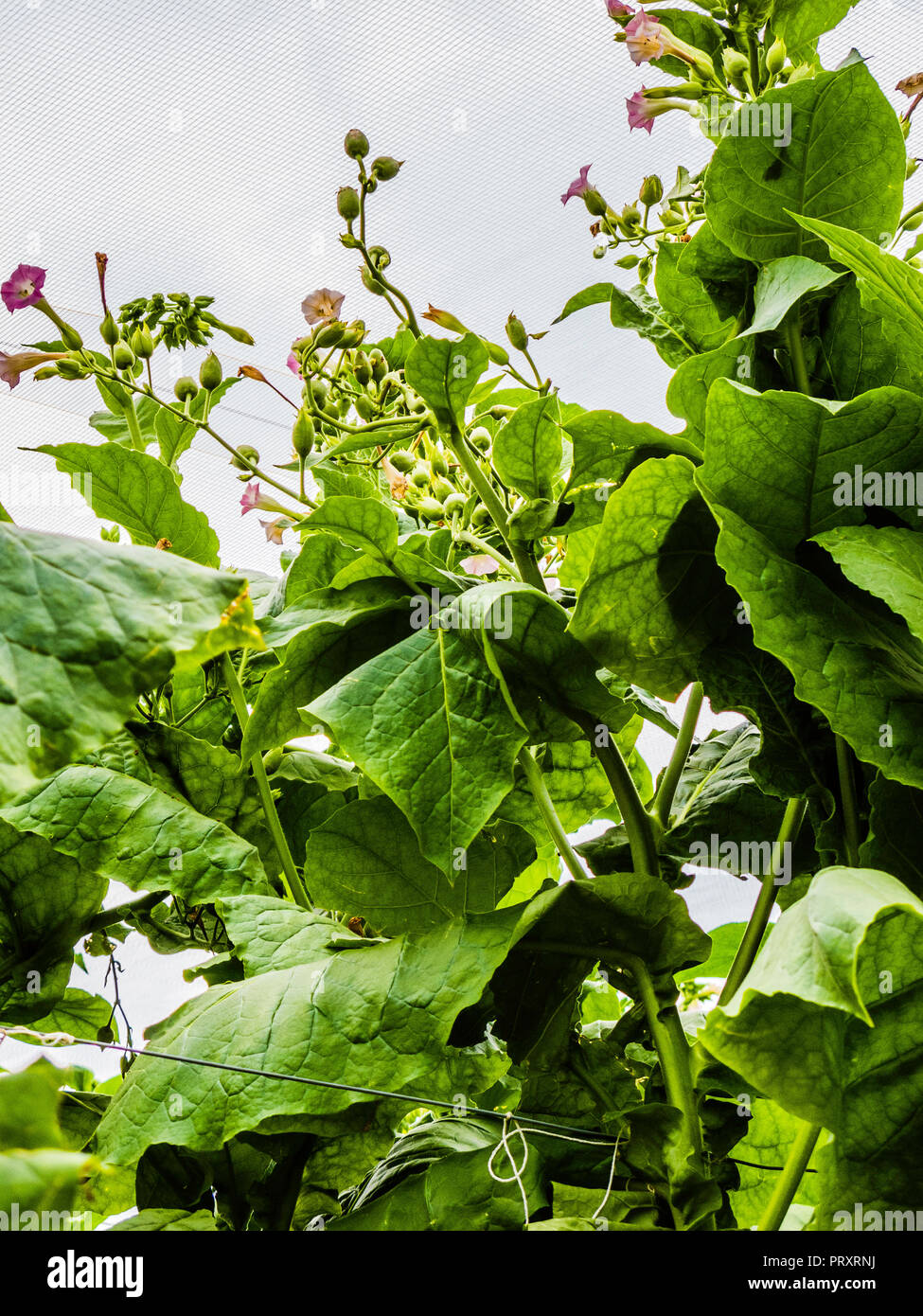 Shade Grown Tobacco Bloomfield, Connecticut, USA Stock Photo Alamy