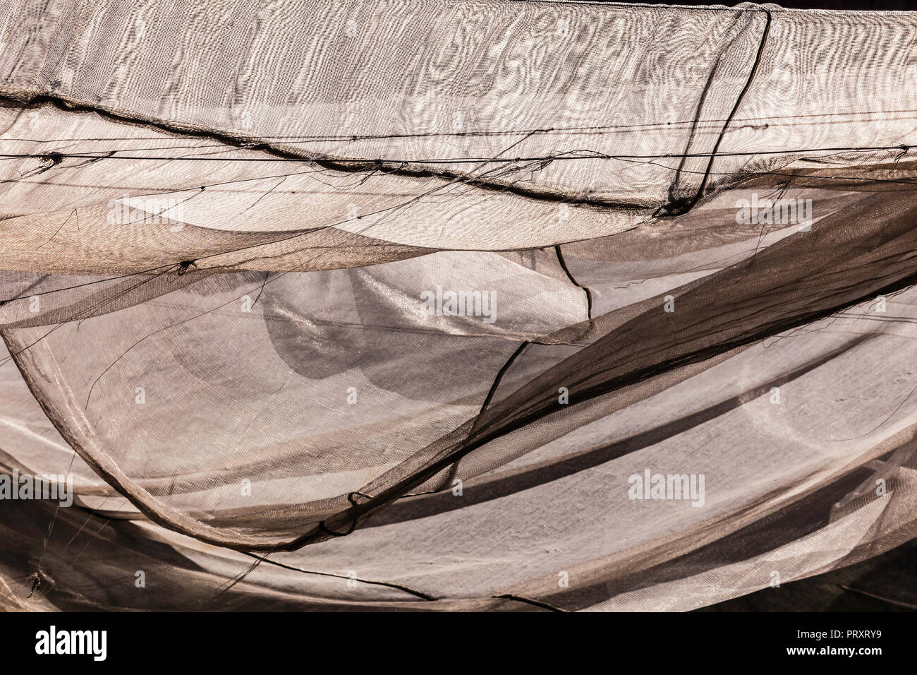 Tobacco netting hi-res stock photography and images