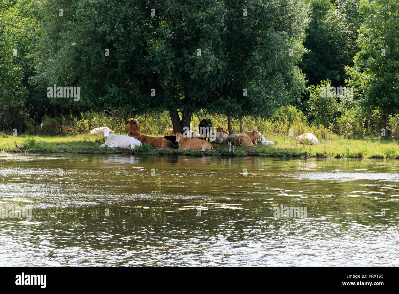 Brown and white cows rest in the shade beside the Rideau Canal, Ontario Stock Photo