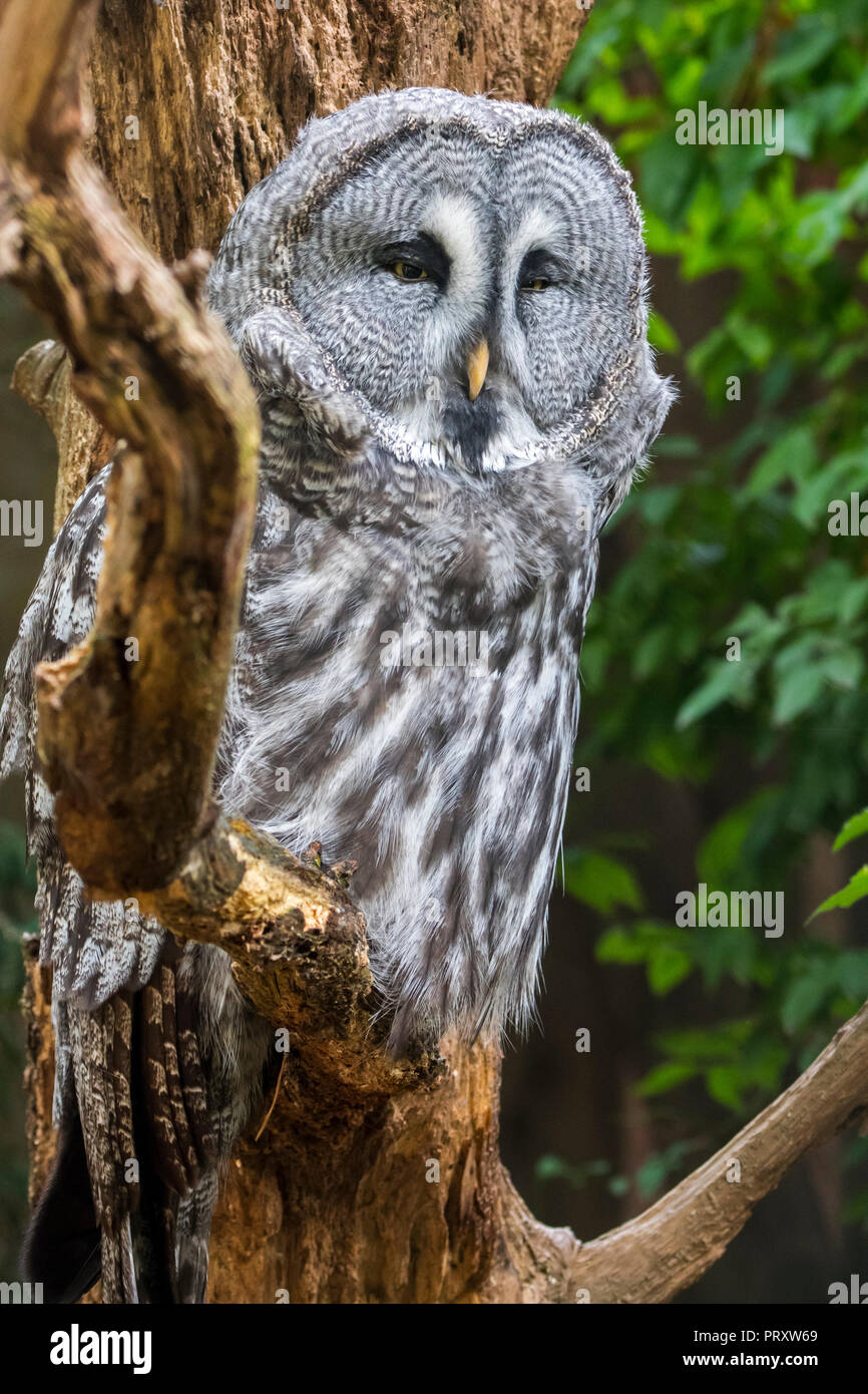 Great grey owl / great gray owl (Strix nebulosa) perched in tree, native to the Northern Hemisphere Stock Photo