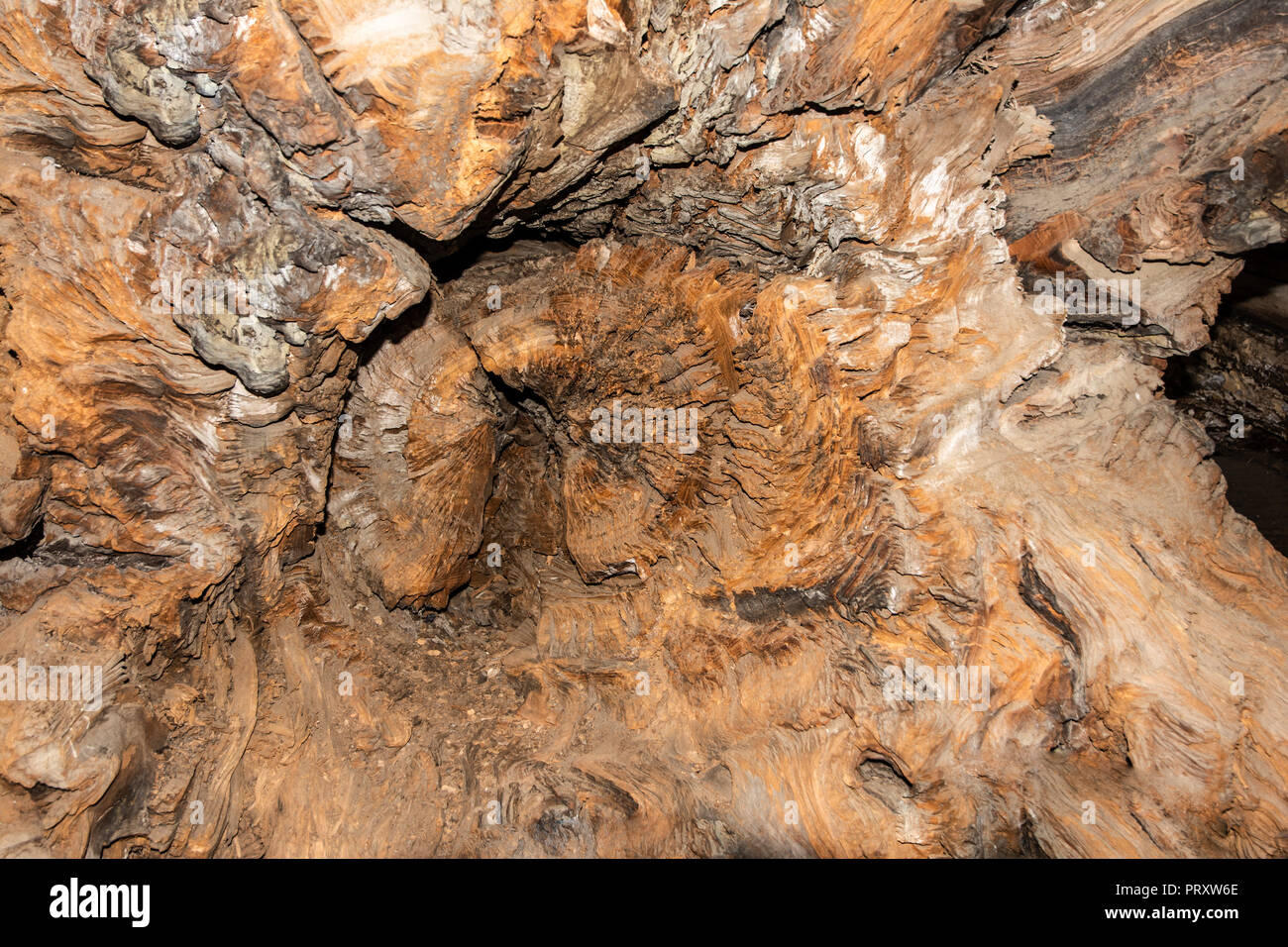 Tree log with roots hi-res stock photography and images - Alamy