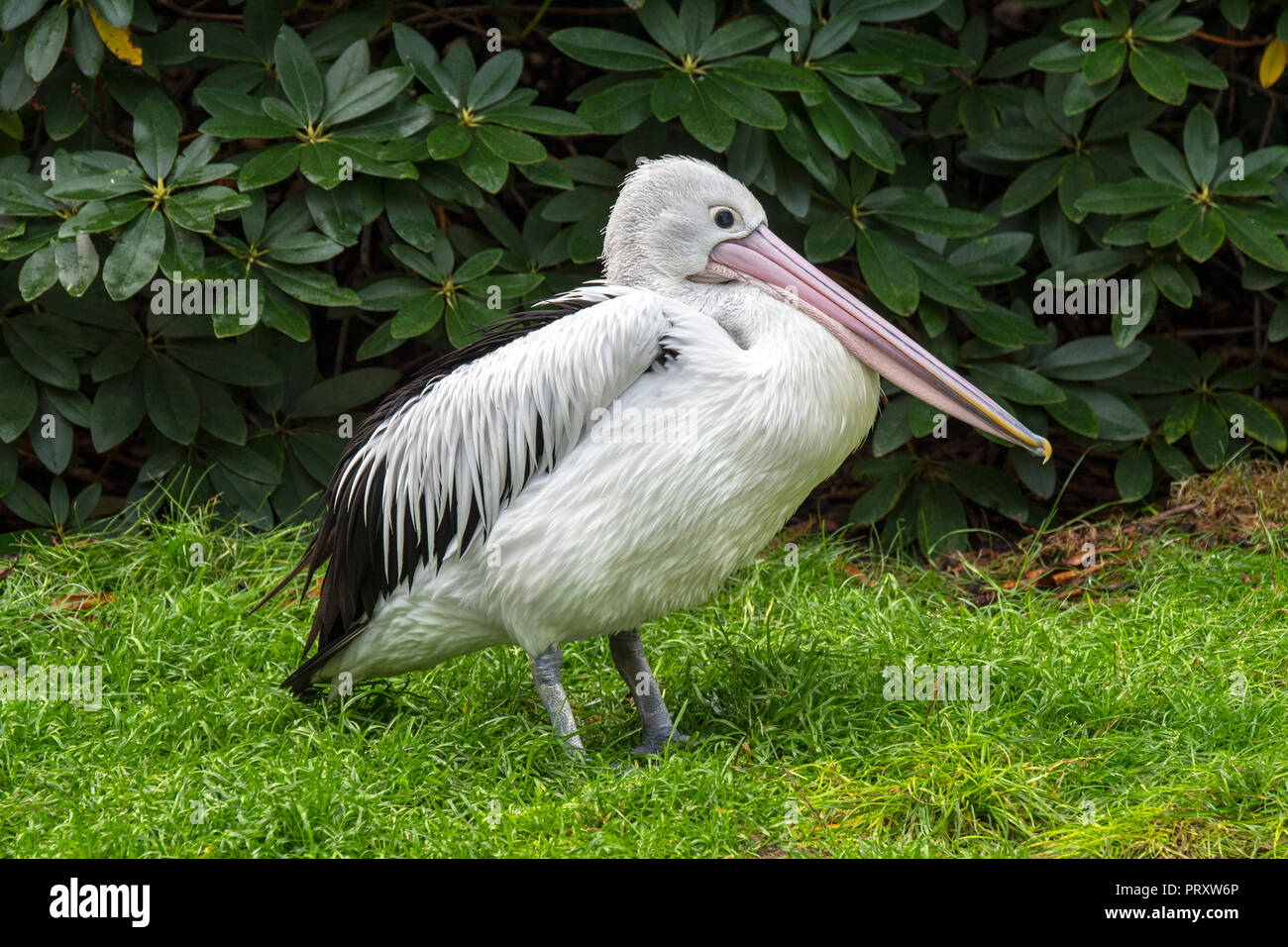 Australian pelican (Pelecanus conspicillatus) native to Australia and New Guinea Stock Photo