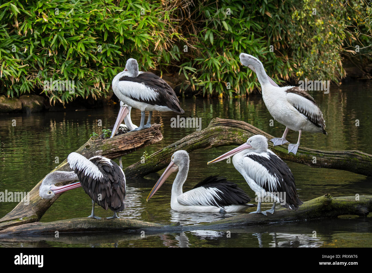 Australian pelicans (Pelecanus conspicillatus) native to Australia and New Guinea, resting on fallen tree in lake and preening feathers Stock Photo