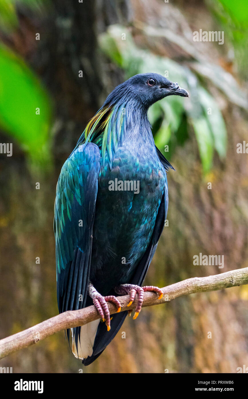 Nicobar pigeon (Caloenas nicobarica) perched in tree, native to the coastal regions from the Andaman and Nicobar Islands, India Stock Photo