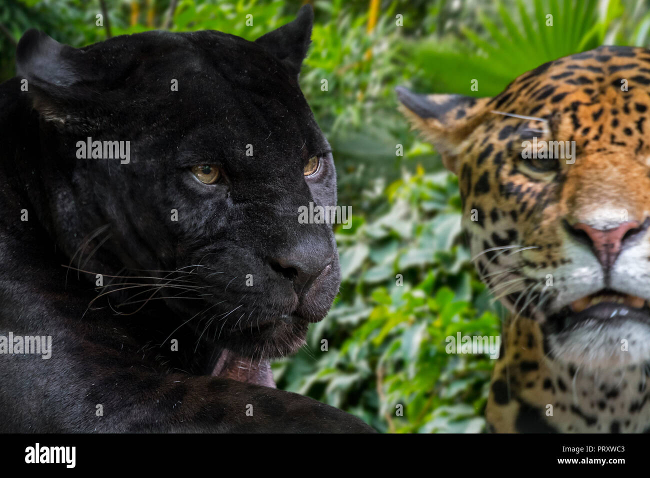 Close up portrait of two jaguars (Panthera onca) one melanistic jaguar / black panther is a black color morph, native to Central and South America Stock Photo