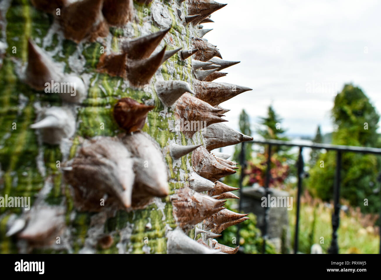 Bombax ceiba tree hi-res stock photography and images - Alamy