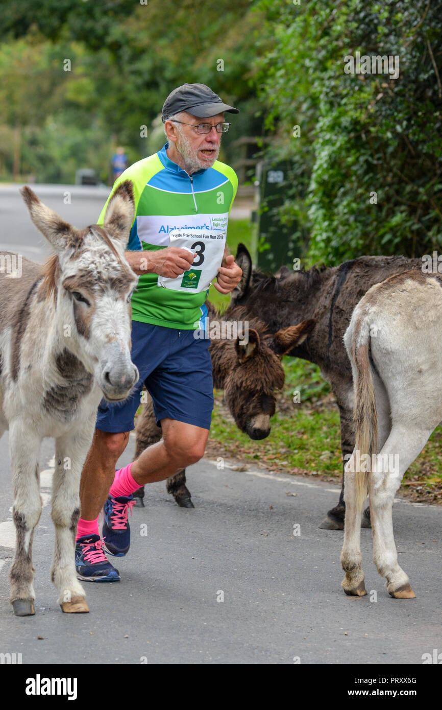 Runner in an amateur road and cross country running race navigates through donkeys on the road, New Forest, Hampshire, UK Stock Photo