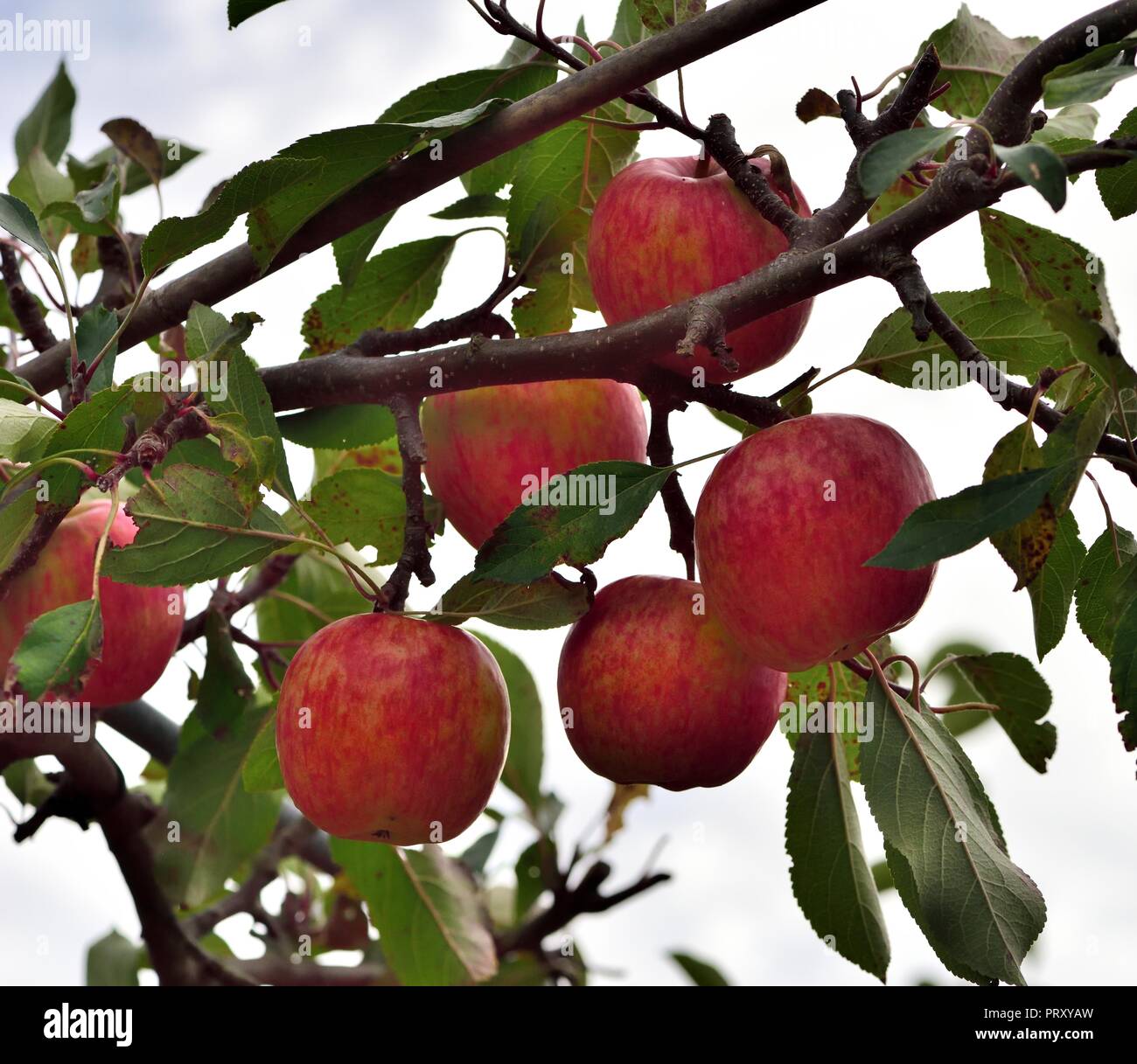 Red Falstaff Apples Stock Photo