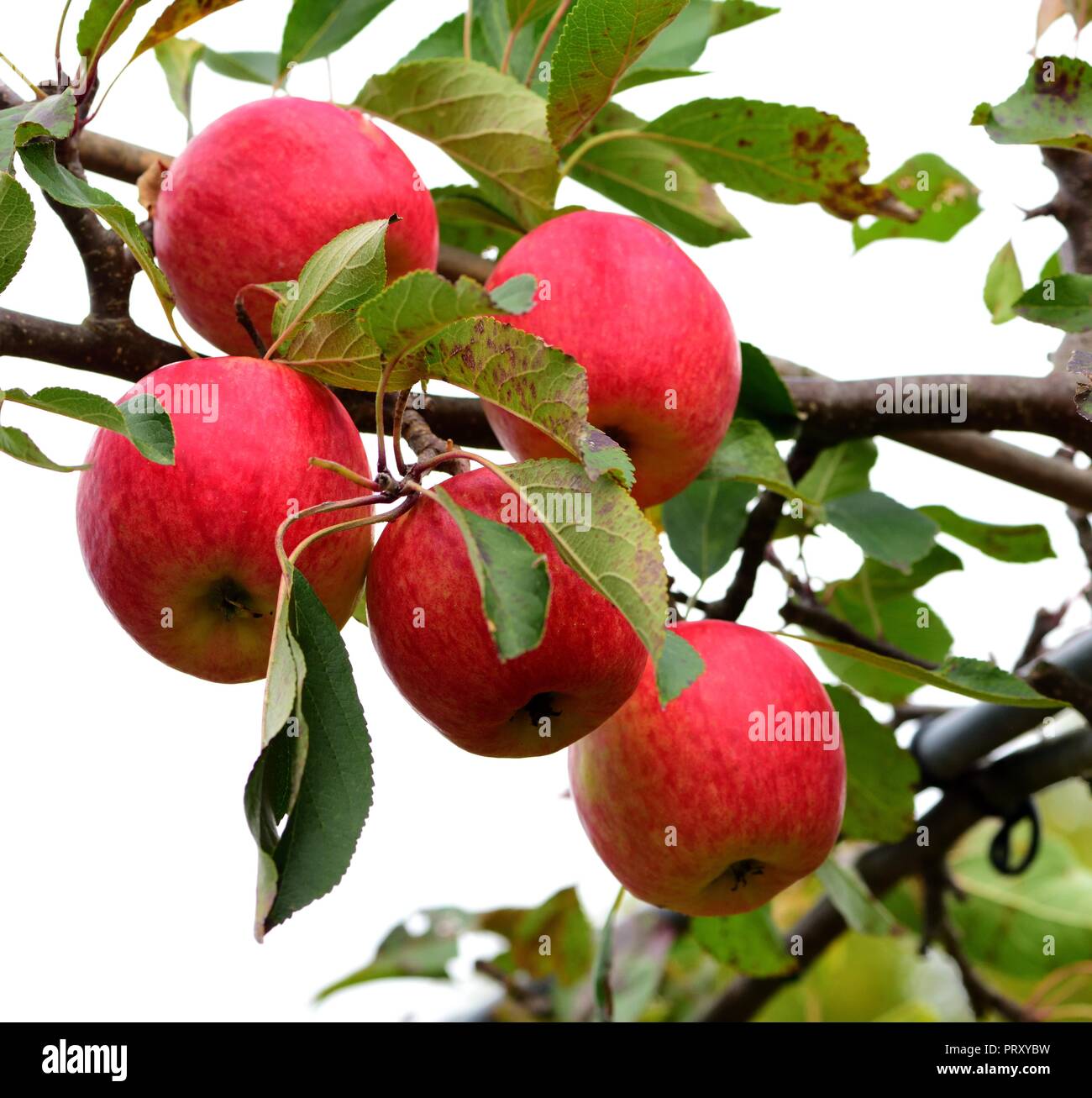 Red Falstaff Apples Stock Photo