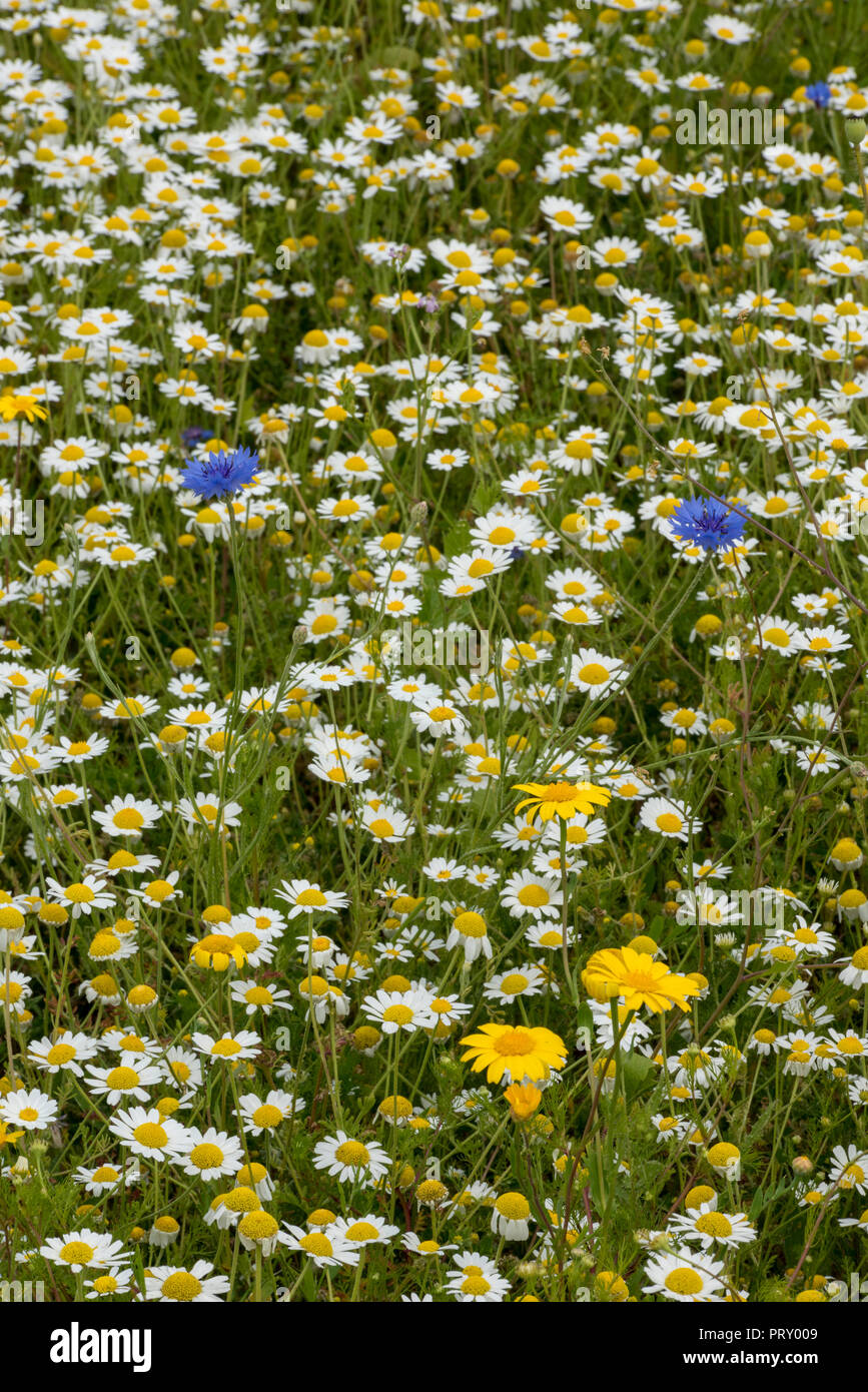 Wild flower meadow of white and yellow daisies, blue cornflowers, yellow asters Stock Photo