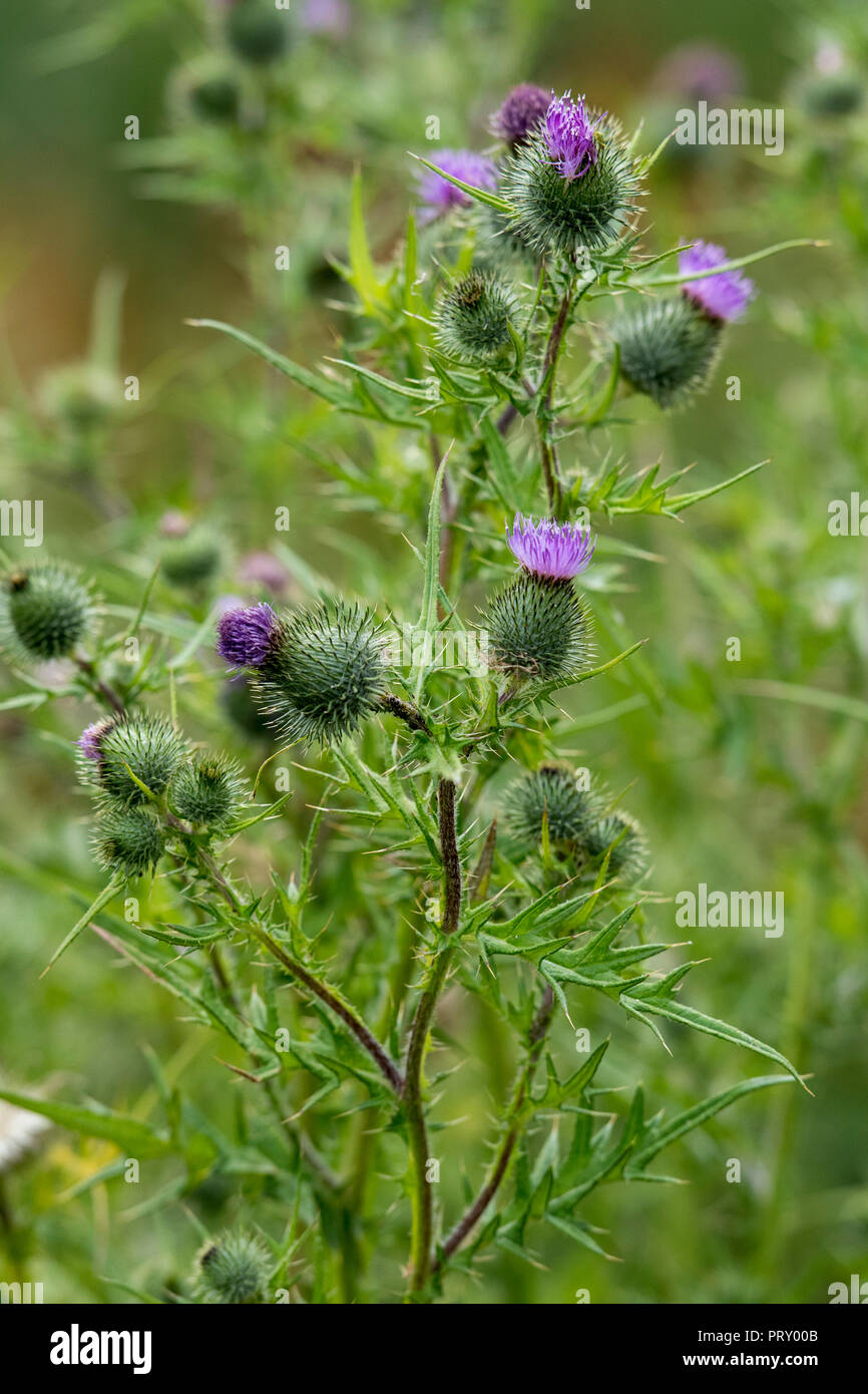 wild Scottish prickly thistles growing wild in the countryside.national