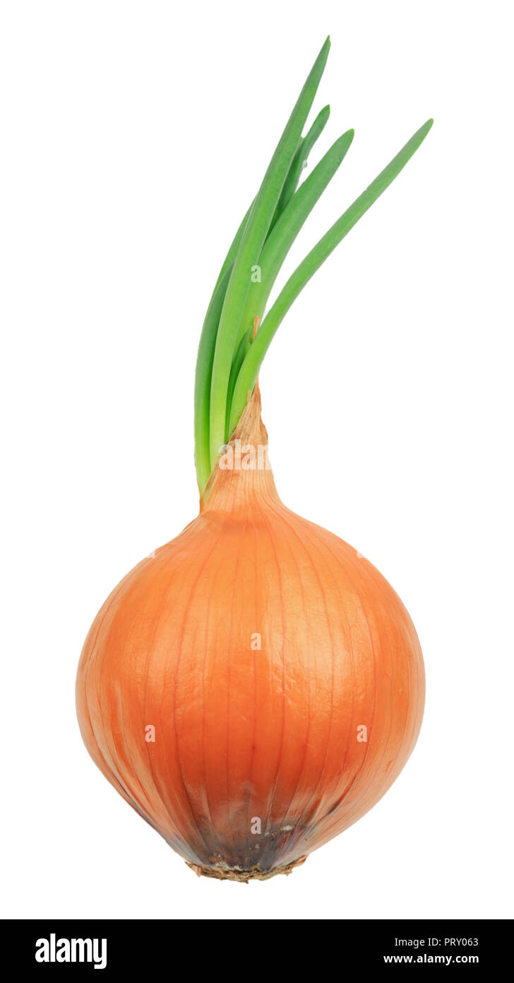 Green sprouted onion close up isolated on white background Stock Photo