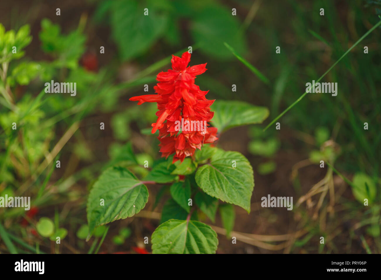 beautiful blossoming red flower Salvia splendens grows in the garden Stock Photo