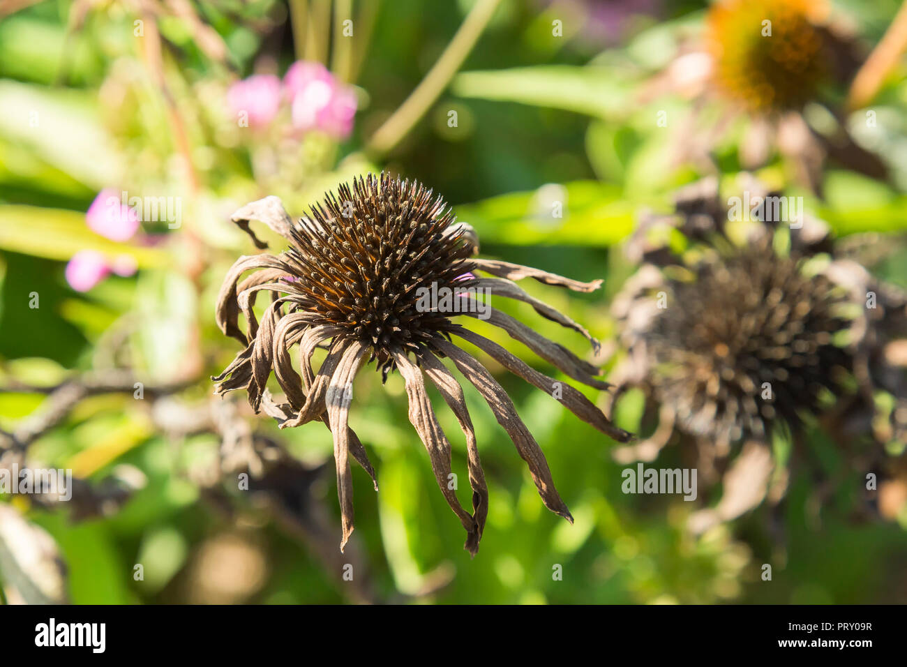 Korbblutler hi-res stock photography and images - Alamy