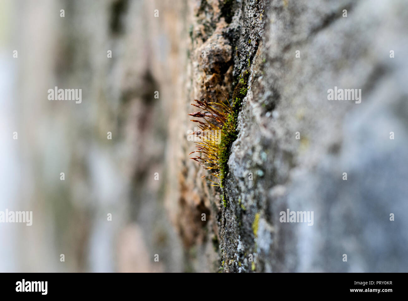 Tiny clump of moss growing in a crack of wall Stock Photo