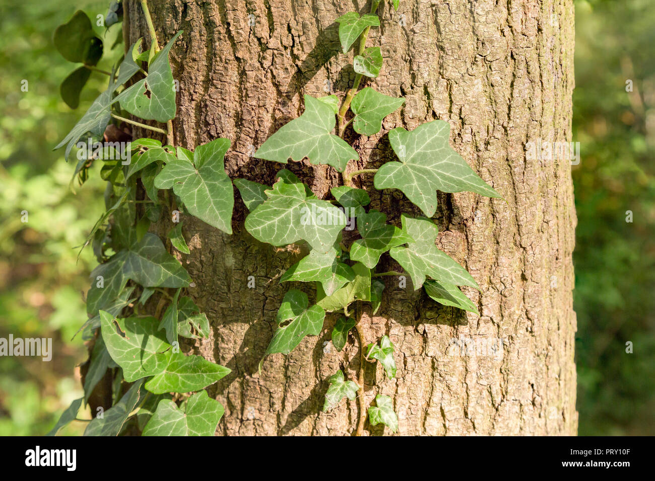 Efeu und Ranken am Baum, Laxenburg, Austria Stock Photo