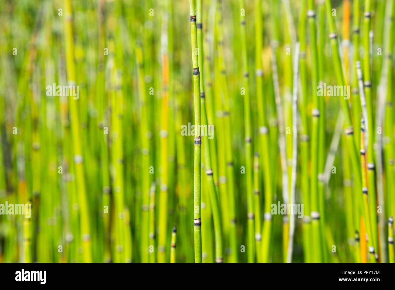 Bamboo Stock Photo