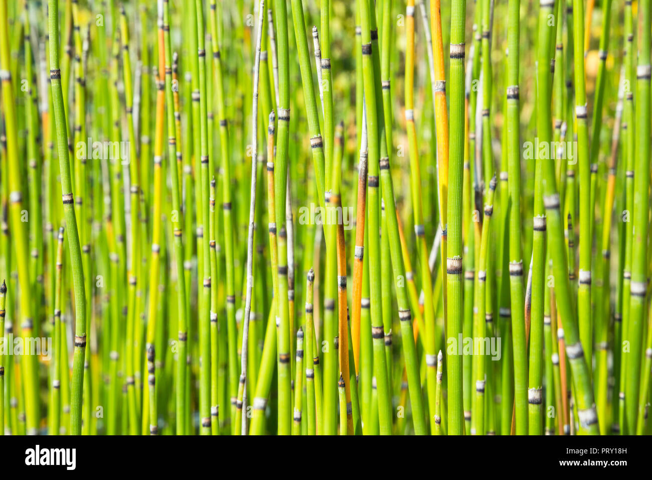 Bamboo Stock Photo