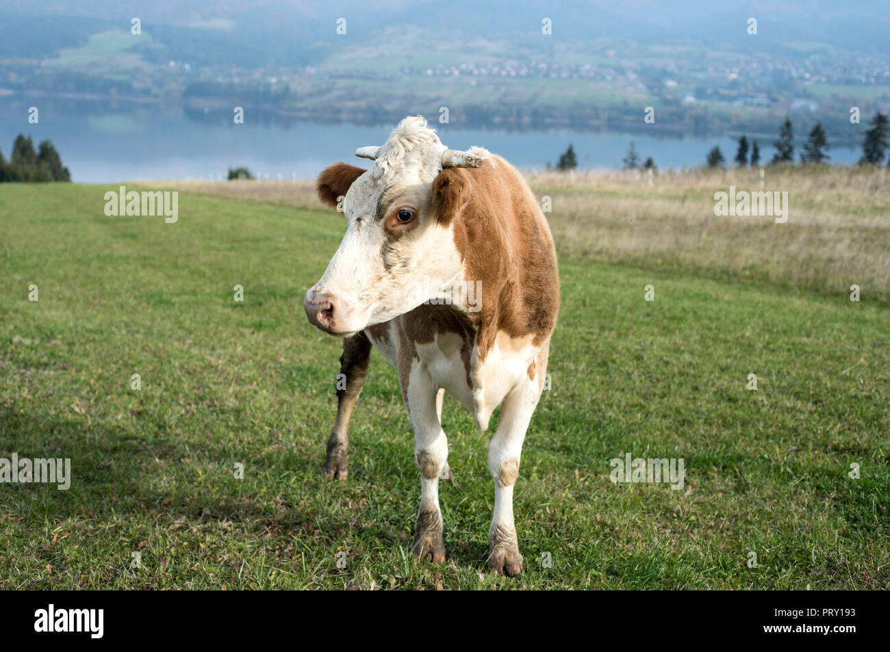 Speckled Cow High Resolution Stock Photography and Images - Alamy