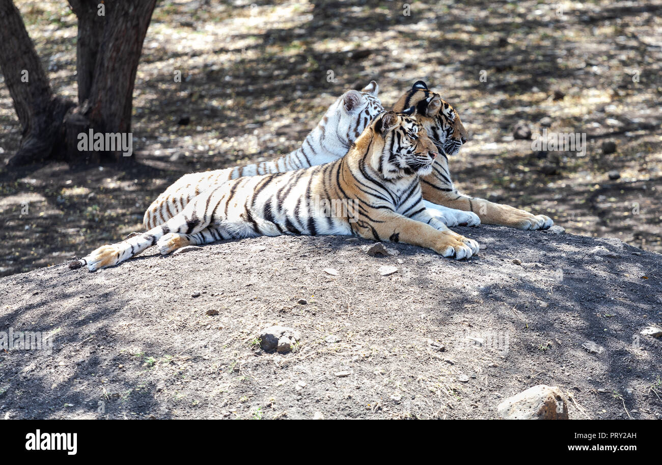 Big cats adventure at Casela, Mauritius. Stock Photo