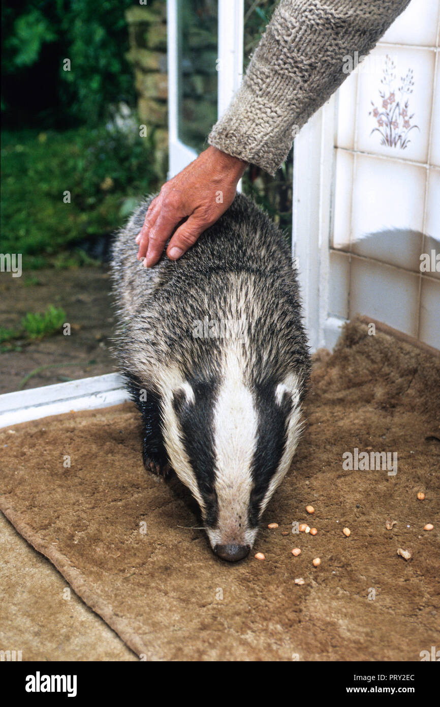 European badger (Meles meles) entering house and being caressed by hand in the hallway while eating peanuts, England, UK Stock Photo