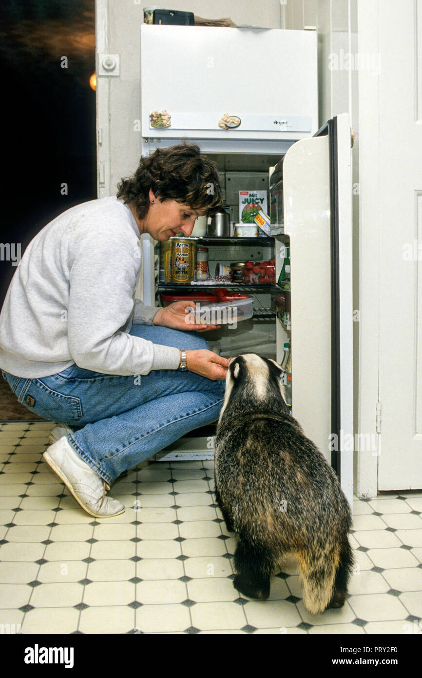 Woman feeding European badger (Meles meles) by hand with food from open fridge / refrigerator in kitchen at home, England, UK Stock Photo