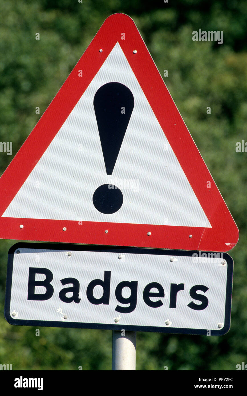 European badger (Meles meles) warning sign / street sign in England, UK Stock Photo