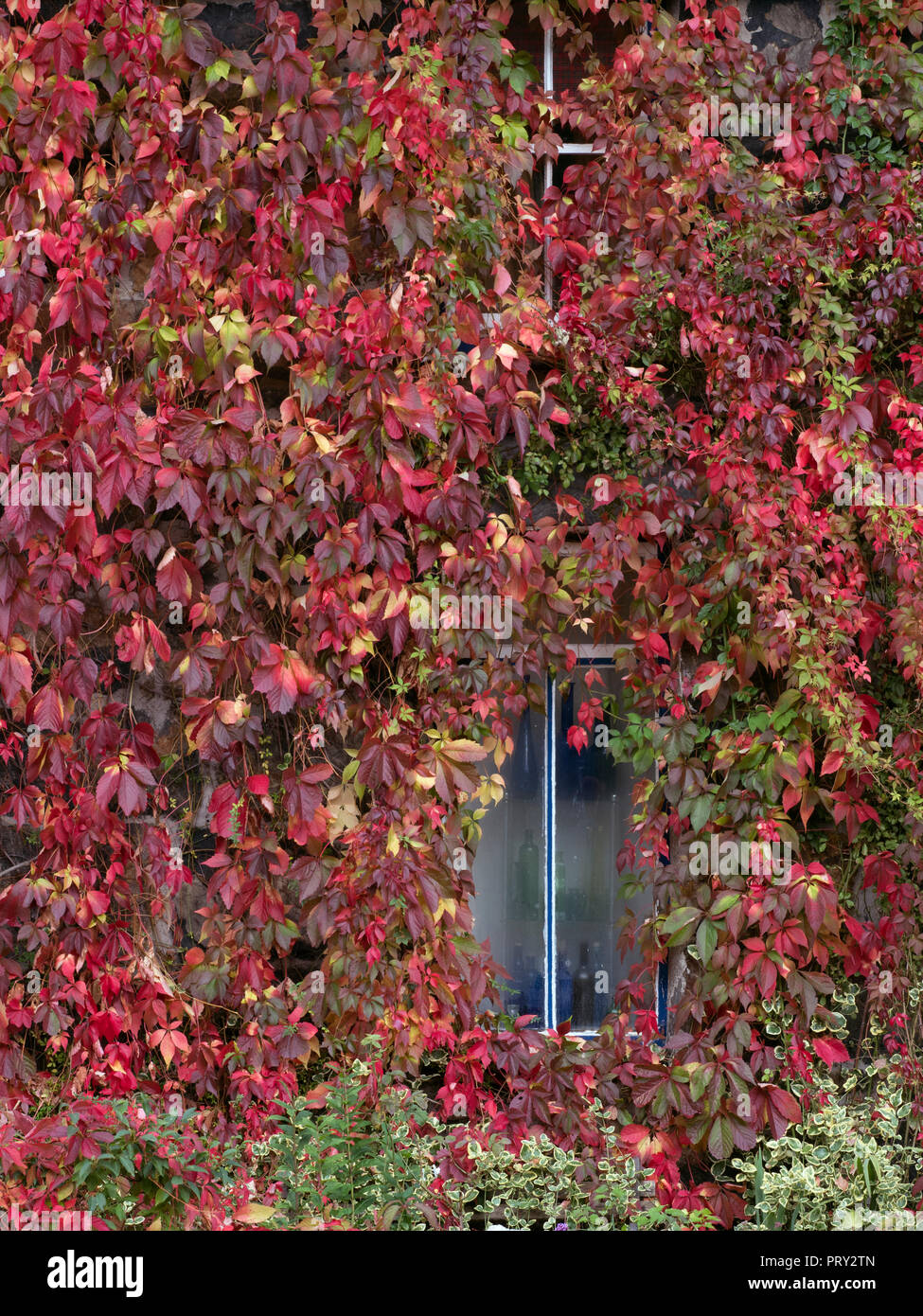 Virginia creeper Ampelopsis quinquefolia in autumn on Norfolk cottage Stock Photo