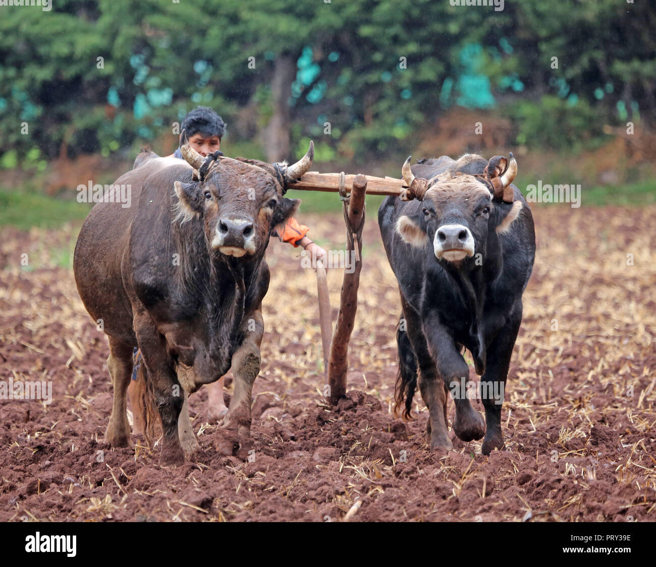 oxen team plowing farm field in rural Peru Stock Photo