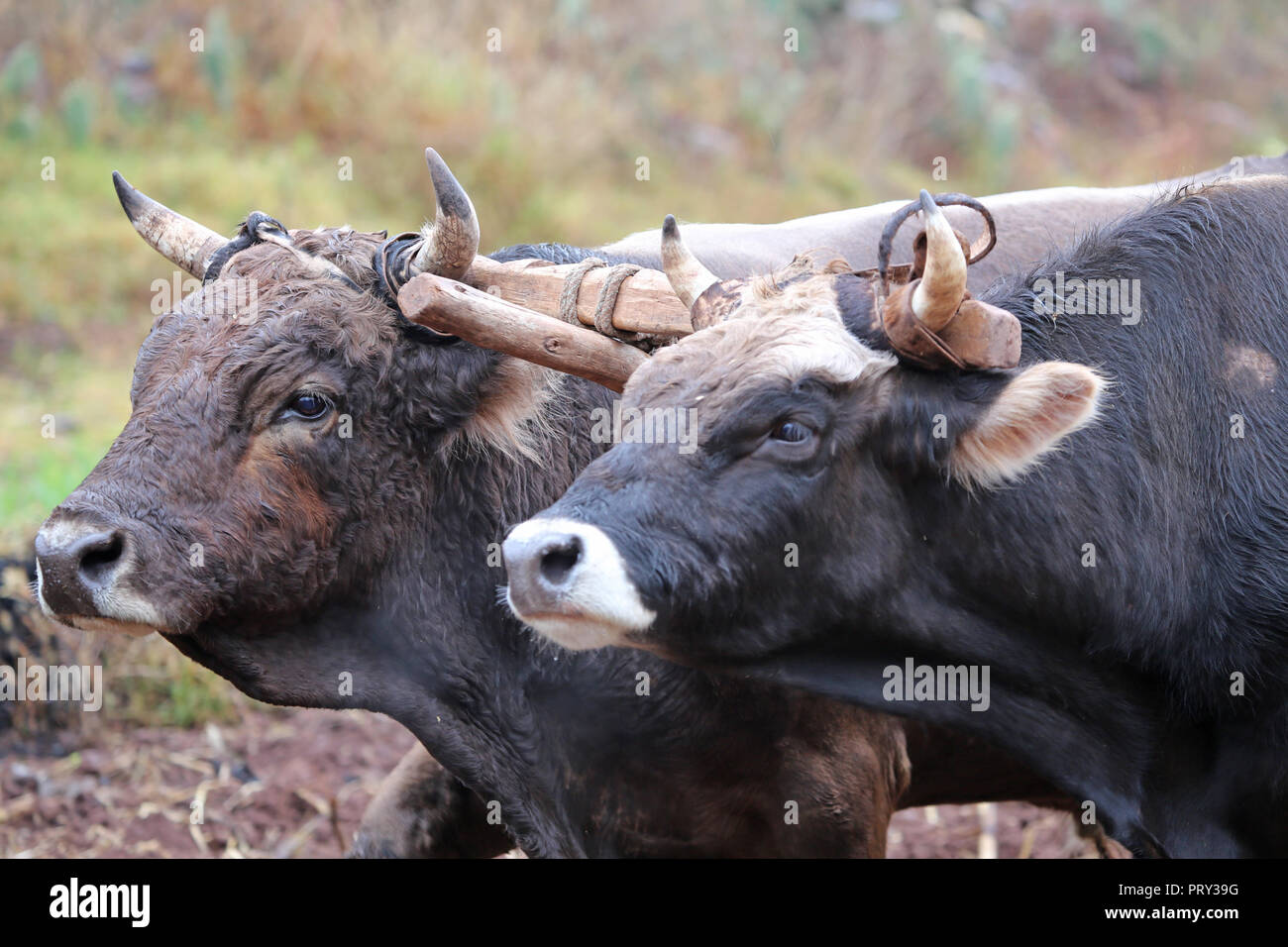 oxen team preparing farm field with primitive plow in rural Peru Stock Photo