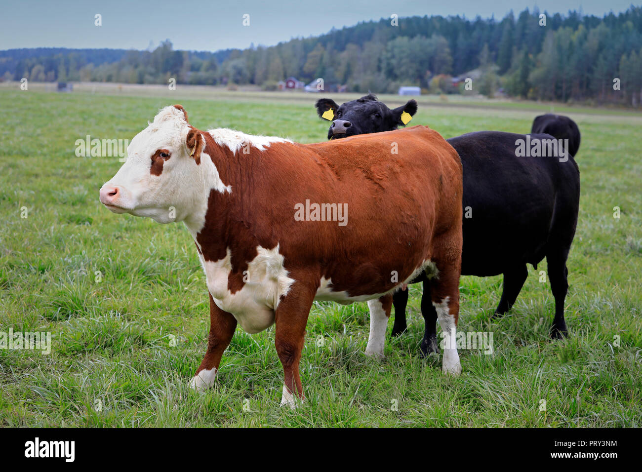 Aberdeen angus breed hi-res stock photography and images - Alamy