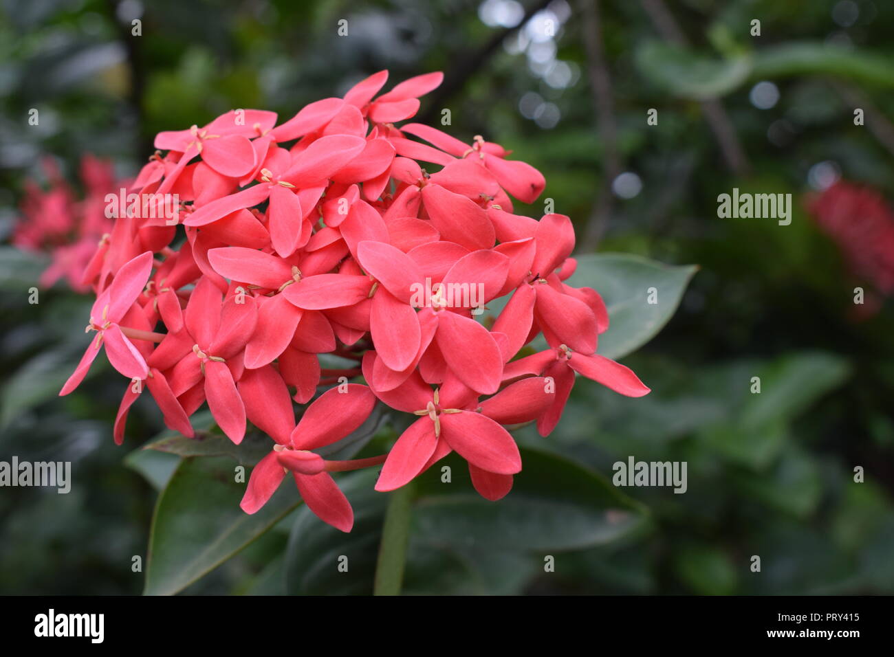 pink ixora flower Stock Photo - Alamy